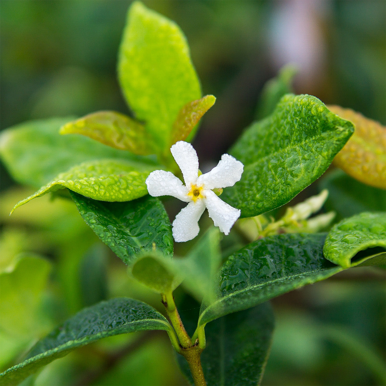 Jasmine Plants for Sale | Buy Jasmine Plants | Perfect Plants