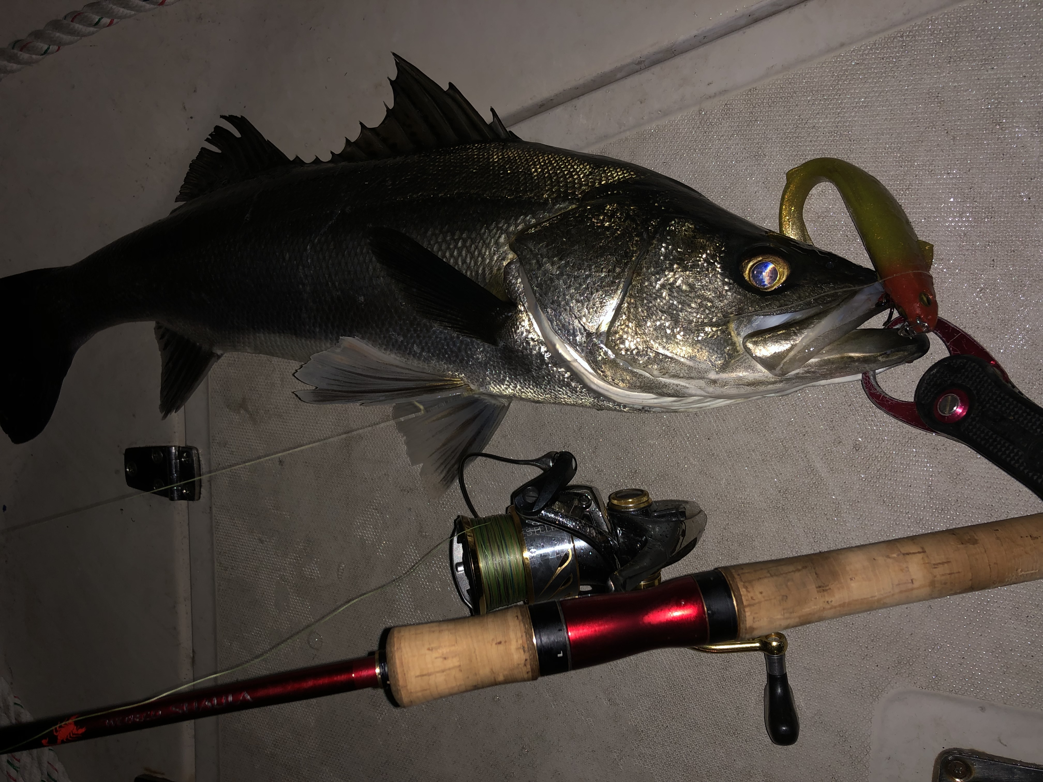 ワールドシャウラ2651インプレ | アカメブログ