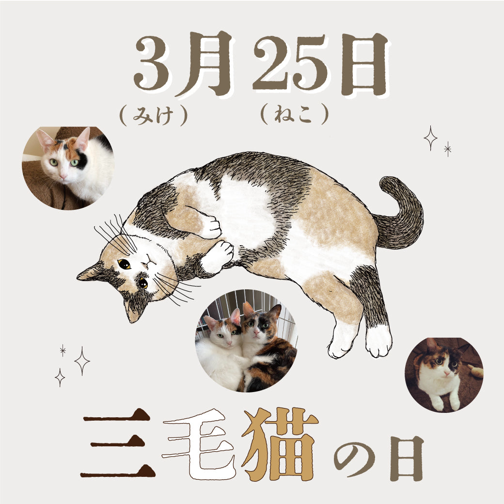 3月25日は三毛猫の日_三毛猫フェア開催中！ – aoneco Project