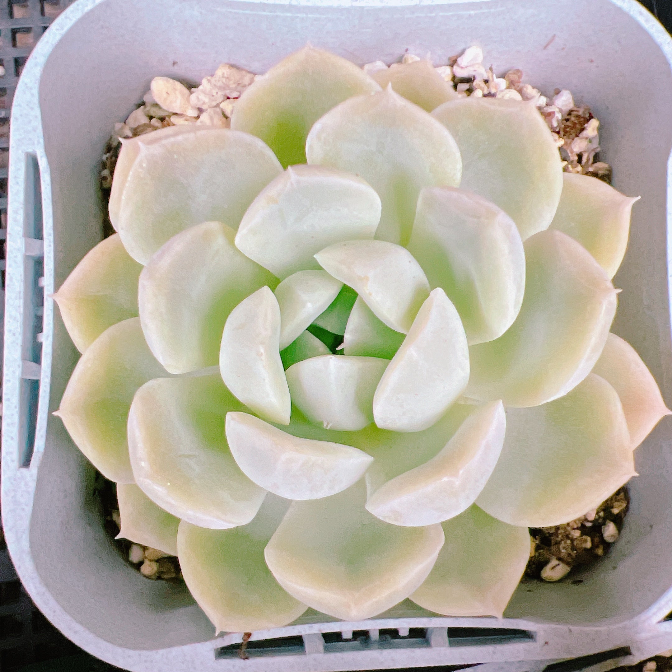 Old Englishメロンフォルムのミルクジャグ ⁄ シュガーボウル Old