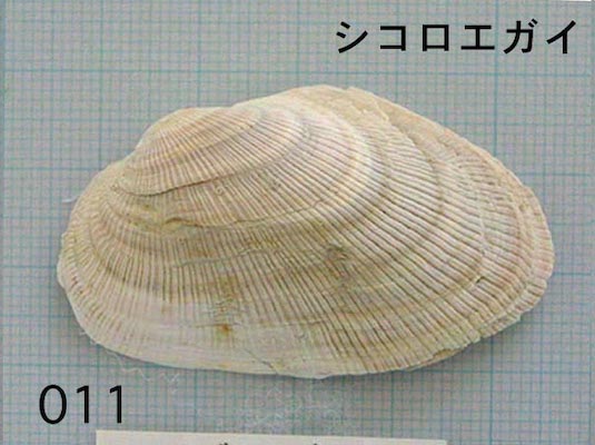 二枚貝/丸・だえん・三角型大の貝/詳細ページ