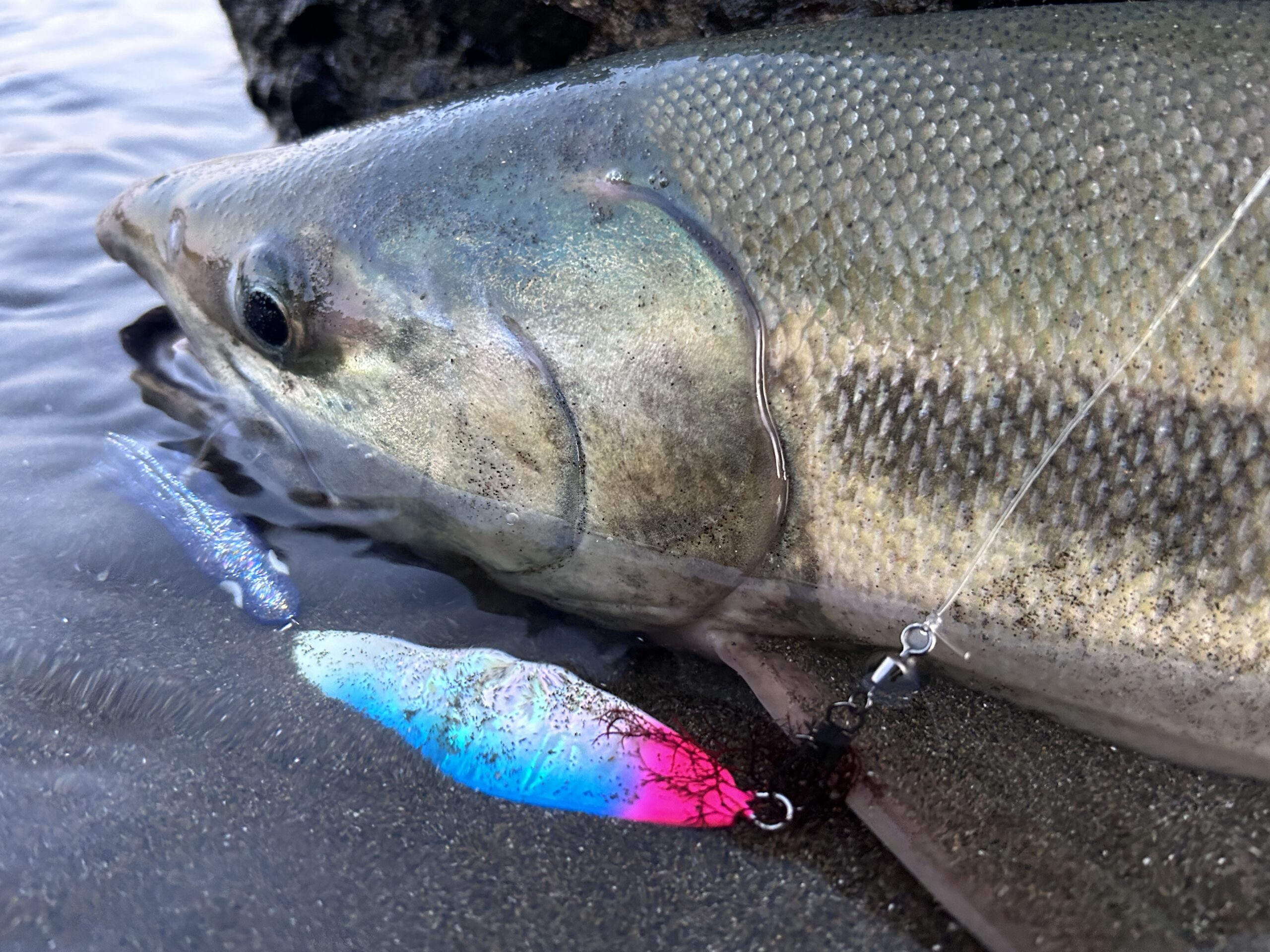 2024年最新🆕鮭釣りの釣果報告！ エサなしウキルアーで攻略？！道東の