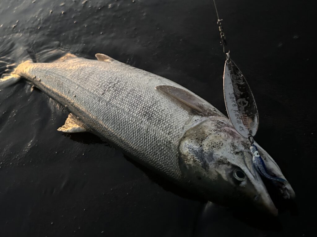 2023 鮭】釣果報告 オホーツクエリアの鮭上向きです！〜ルール・マナー