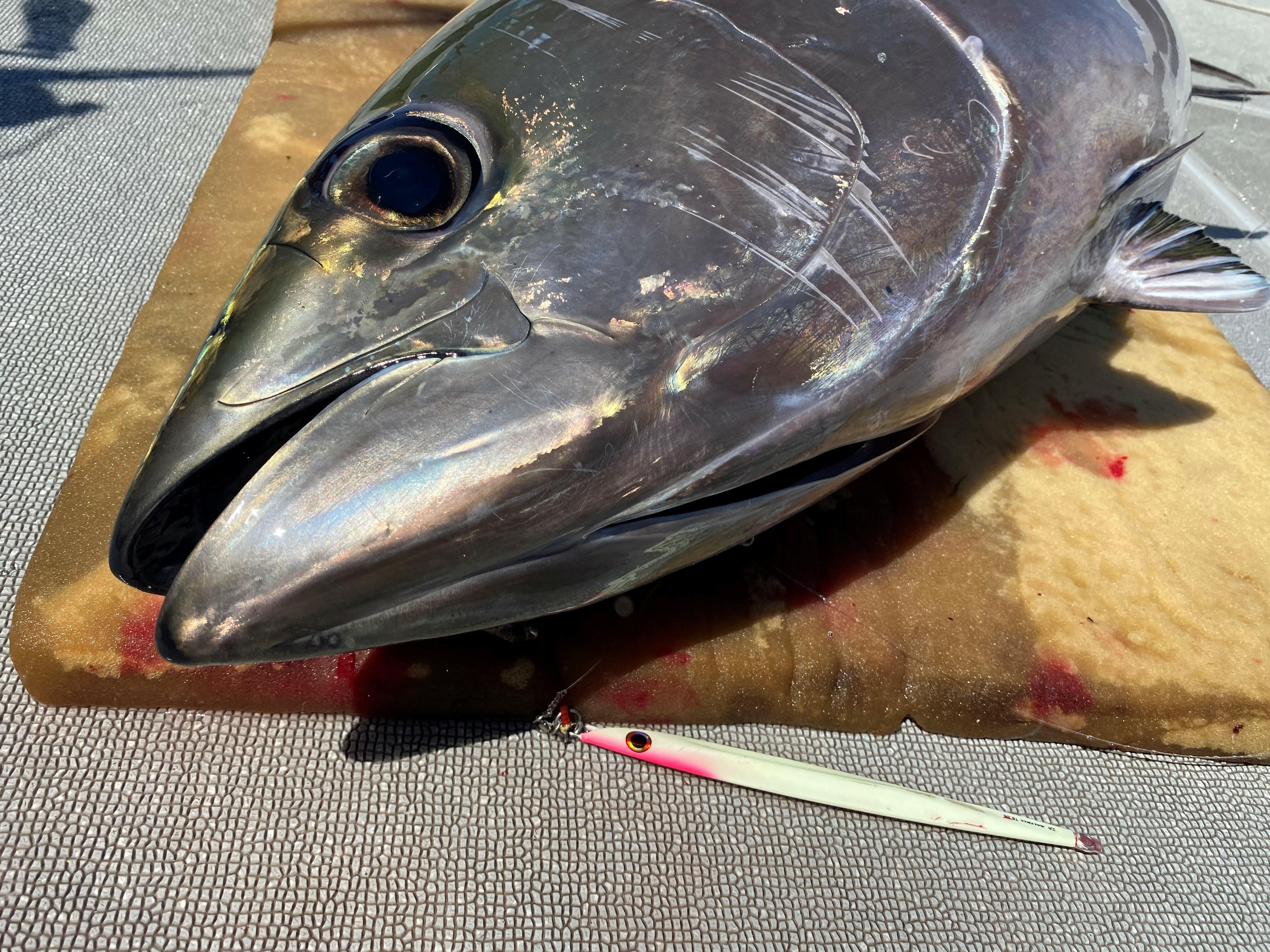 メバチ43.7kg！ソルティガRでキャッチ！ - SALTIGA