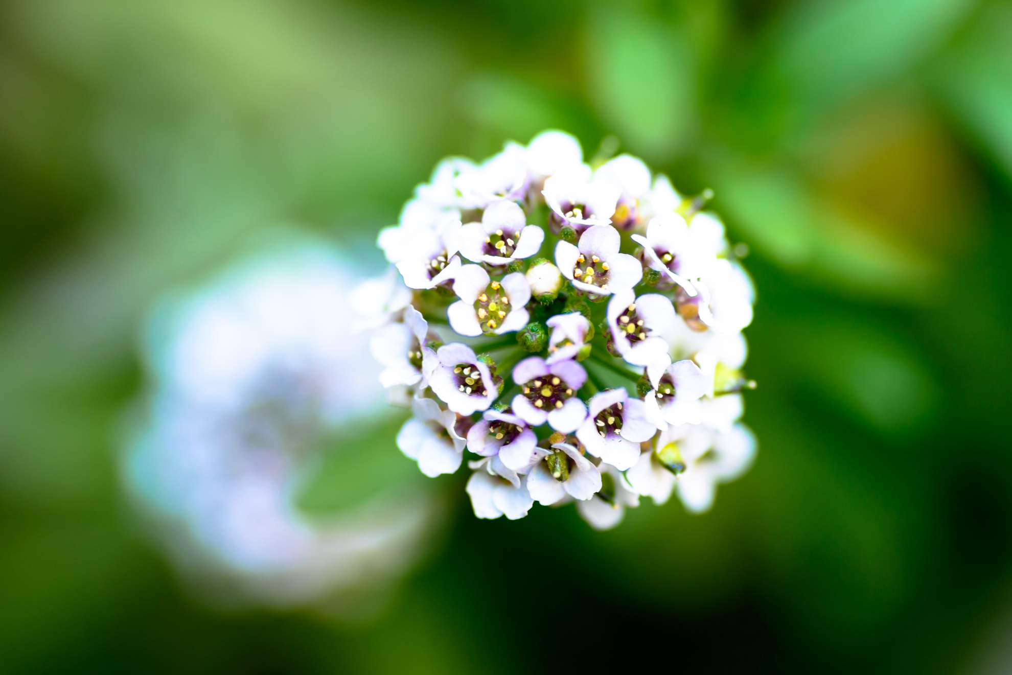 Tamron SP AF90mm F2.8 Di MACRO（272E） ◇ レビュー ◇ | デジタル