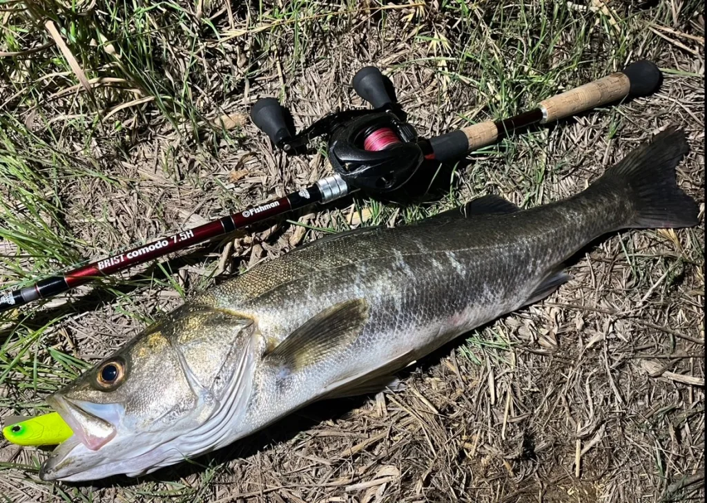 ビッグベイトと言えば…な人気ロッド「comodo（コモド）」シリーズは