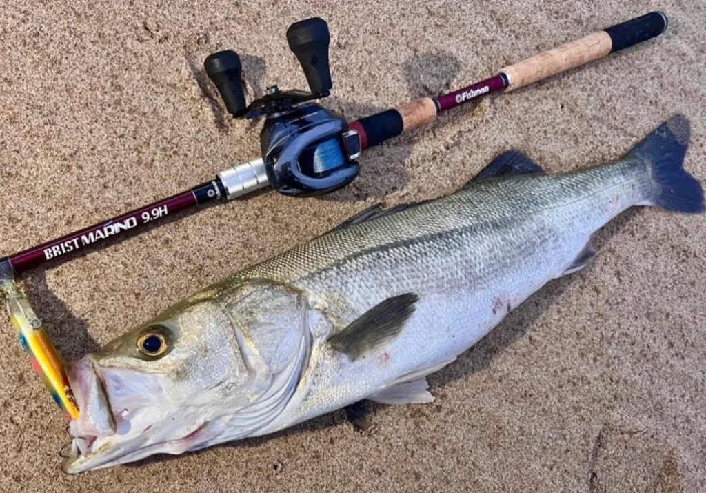 MARINO 9.9Hを片手に痛たたたた… - Fishman（フィッシュマン）