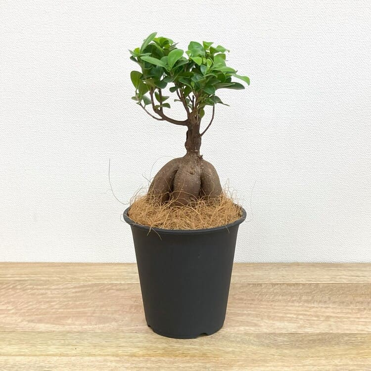 ガジュマル L – 鉢人Green