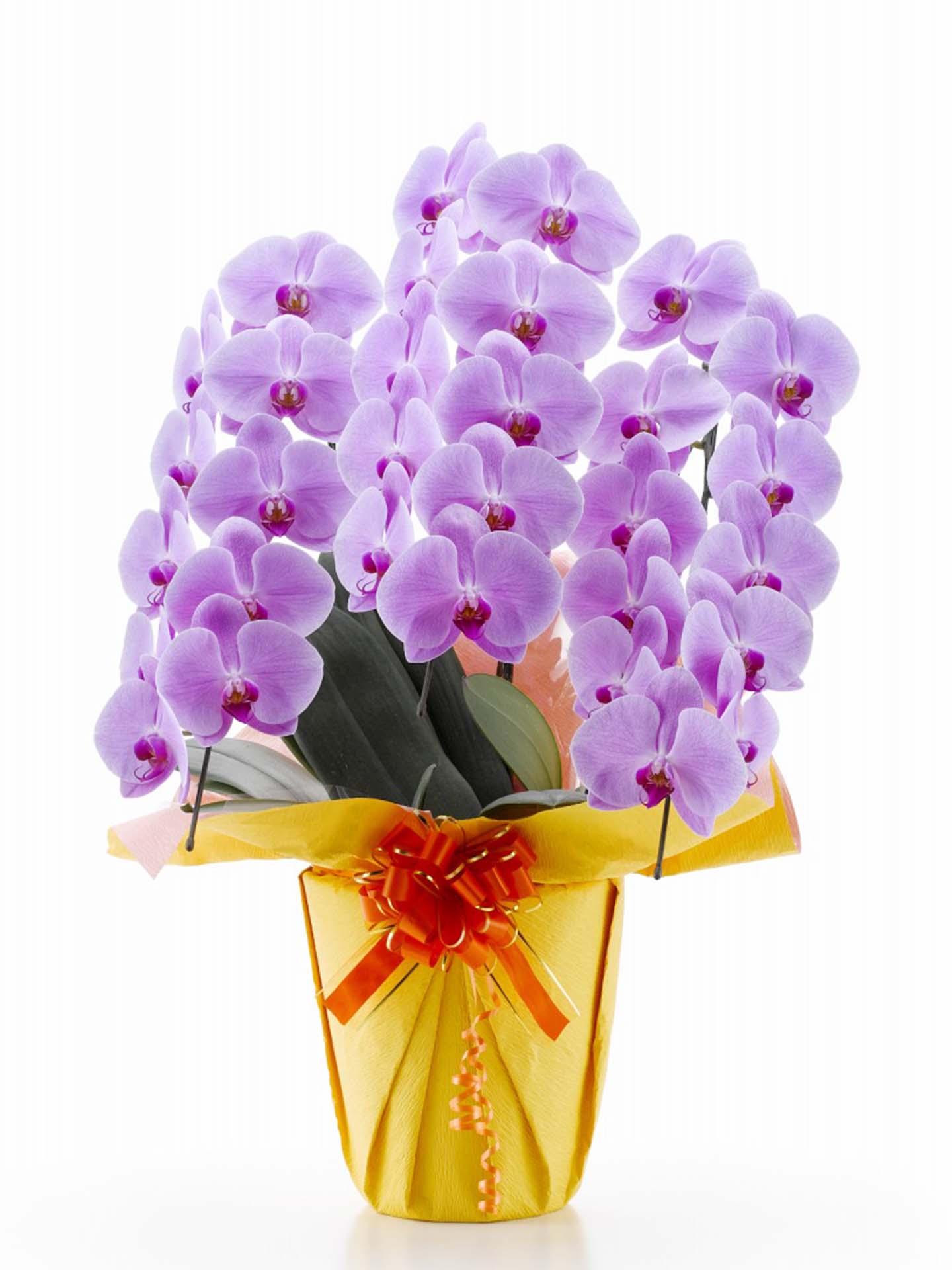 胡蝶蘭 ピンク大輪 3本立ち (30輪以上保証・つぼみ含む) – HANA GARDEN