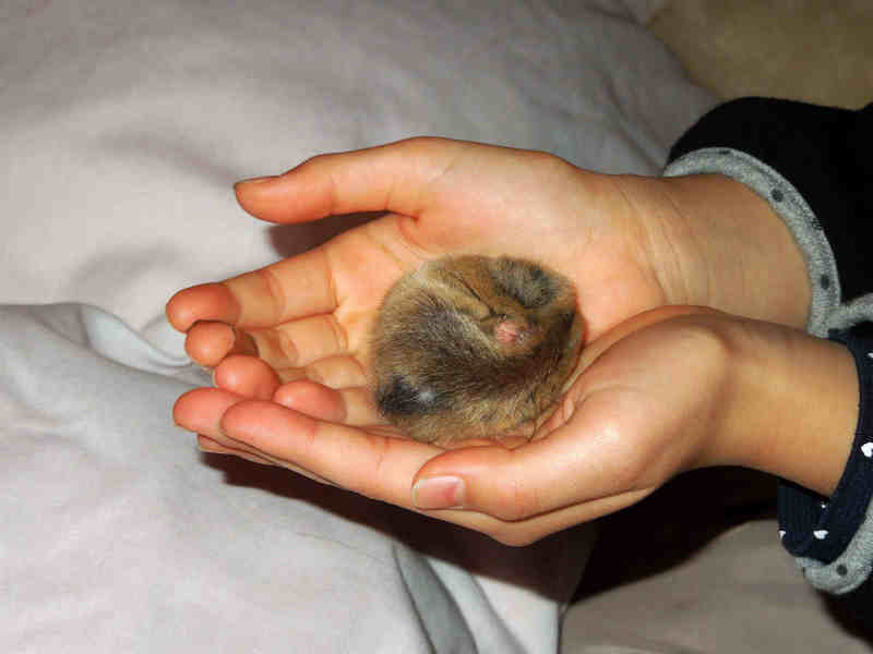 ヤマネに会いたい