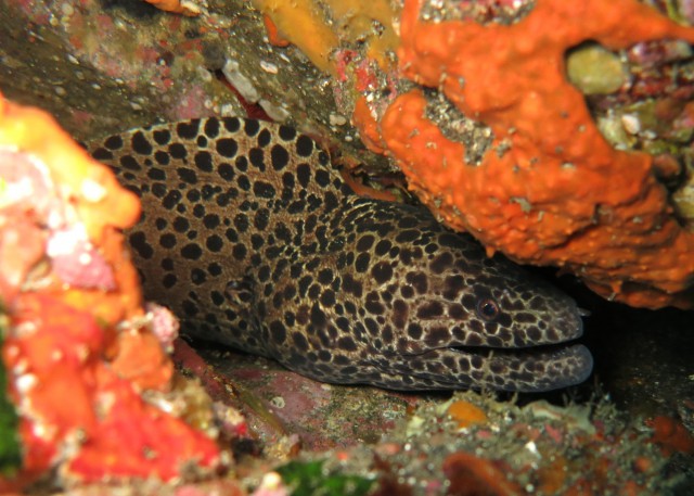 ウツボ | IDC Pedia