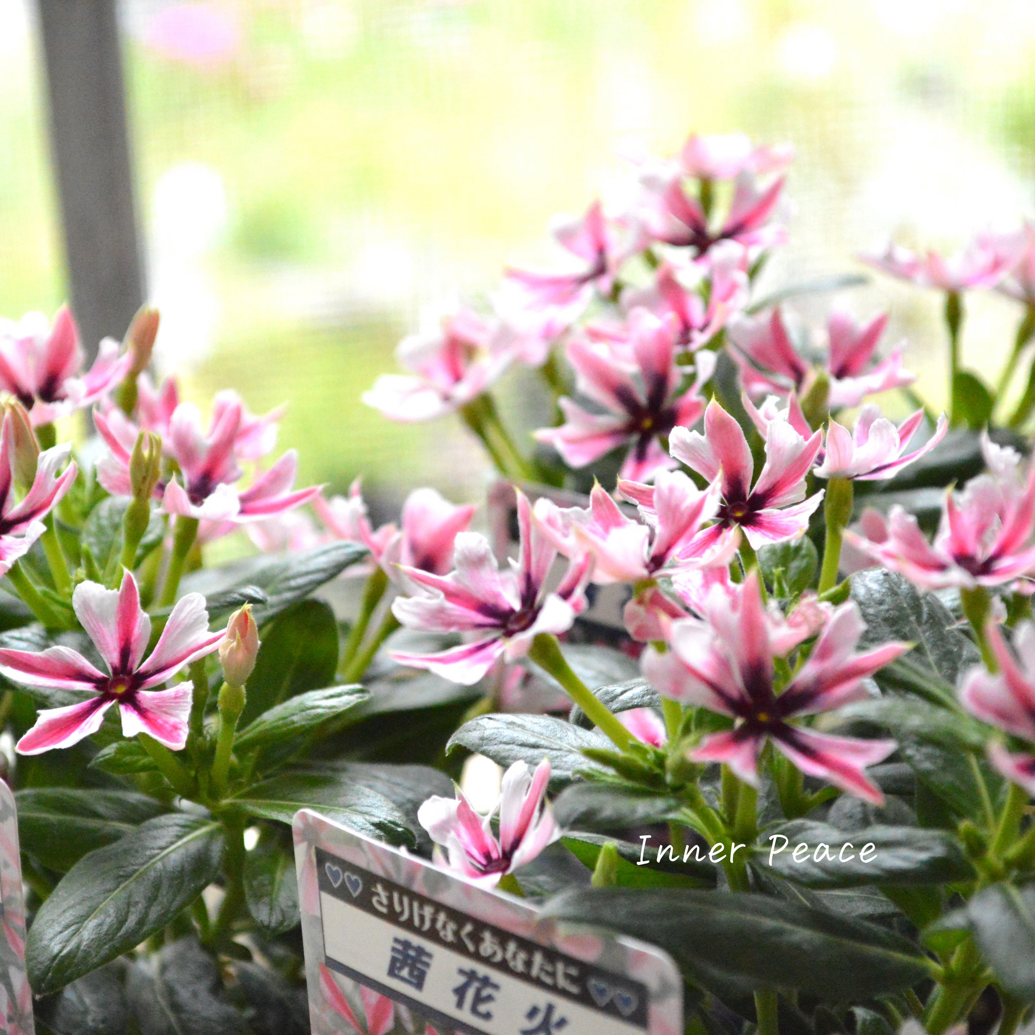 北島園芸さん】 ニチニチソウ 『茜花火』 3.5寸POT