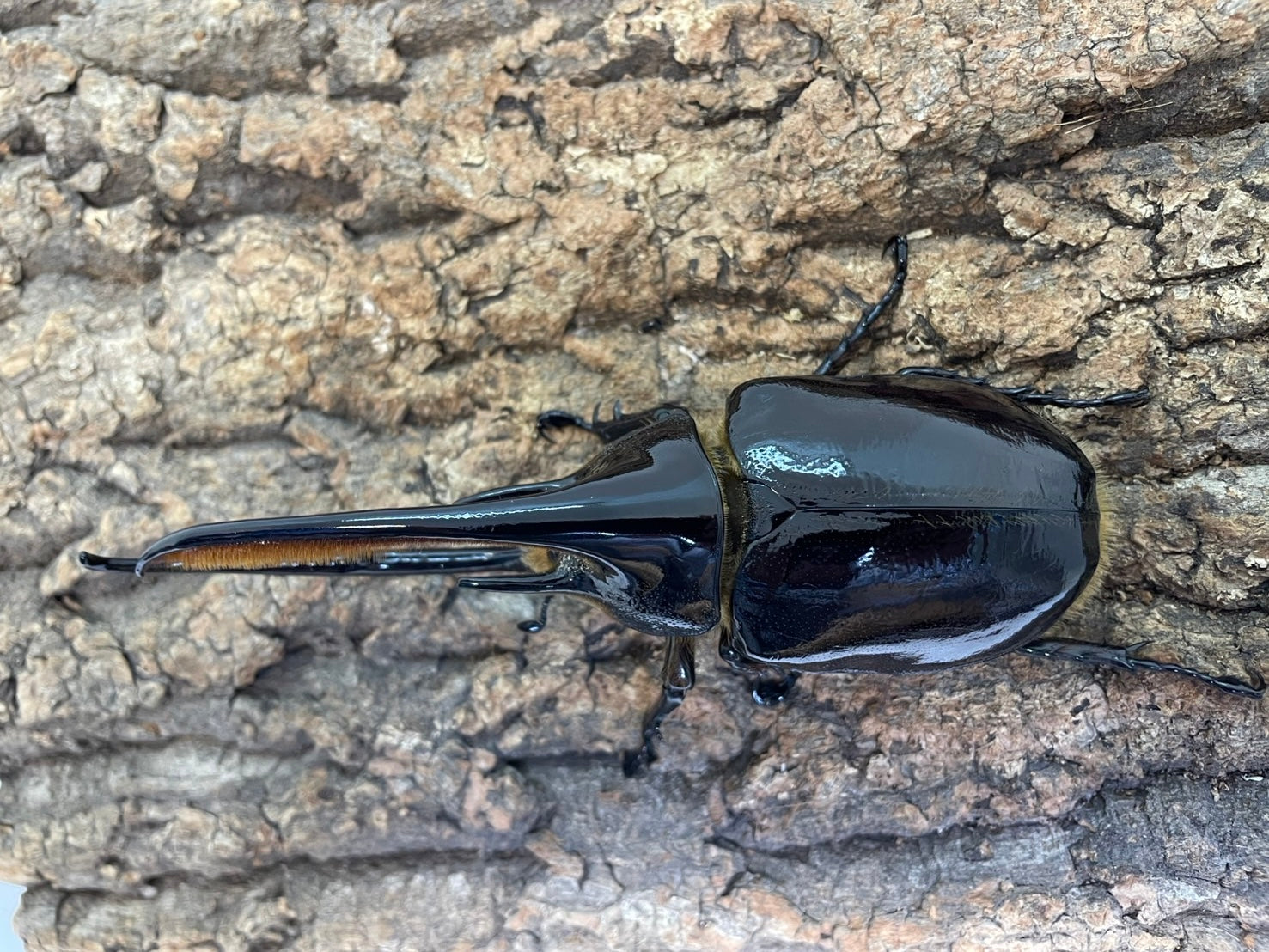 ネプチューンオオカブト – INSECT SHOP KMY