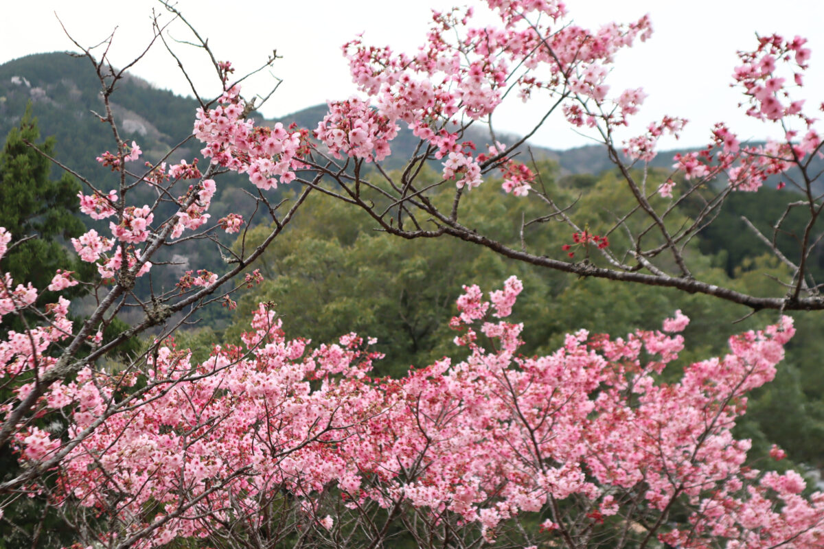天城さくらの里公園 桜開花状況 2026 - 伊豆市観光情報サイト