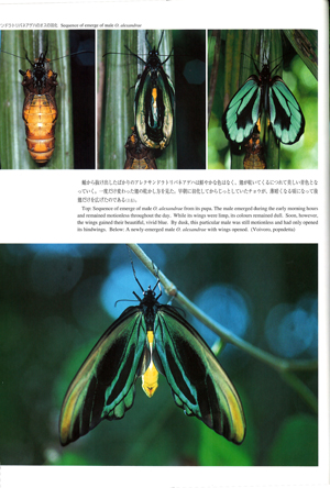 トリバネアゲハ関連書籍