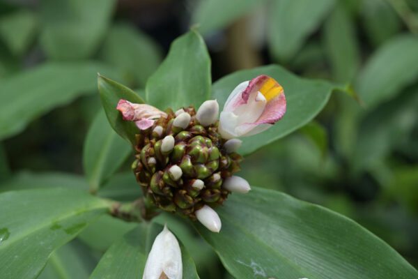 YASHICA ML MACRO 55mm f2.8