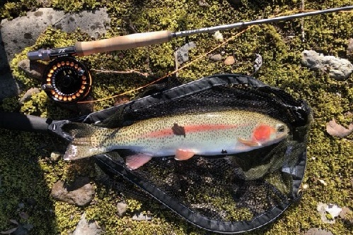 LOOP（ループフライロッド）、7Xセブンエックスのご紹介。 - 道具屋日記