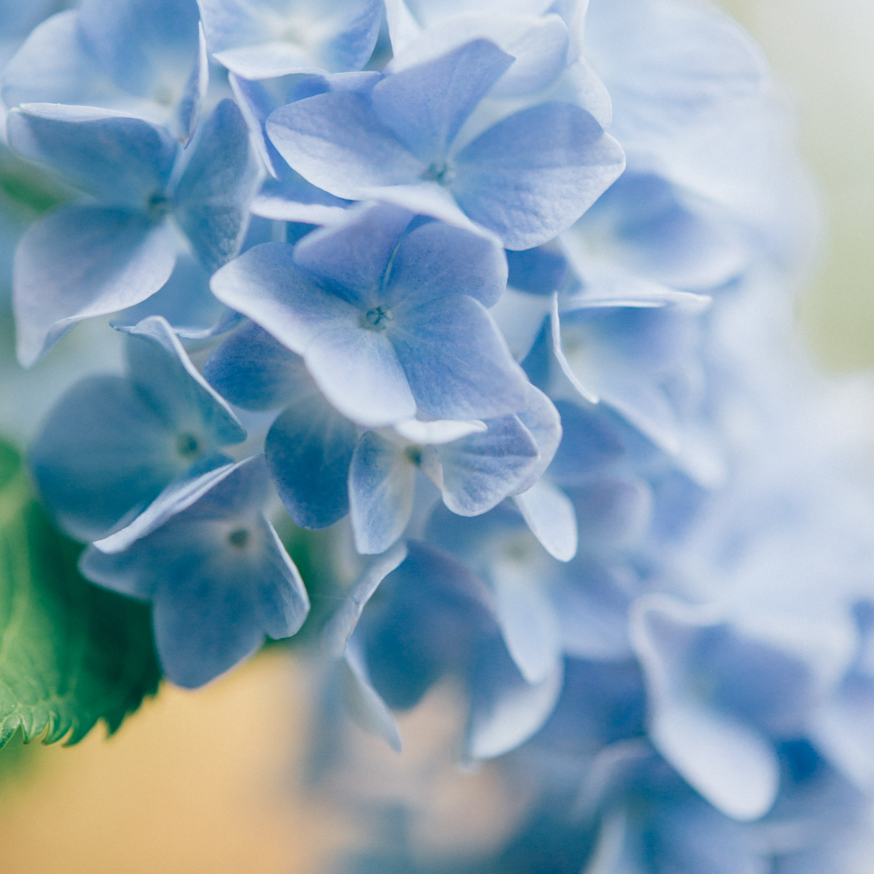 修理明けのマクロレンズ（Micro NIKKOR 60mm f/2.8G ED）を試し撮り | Lens