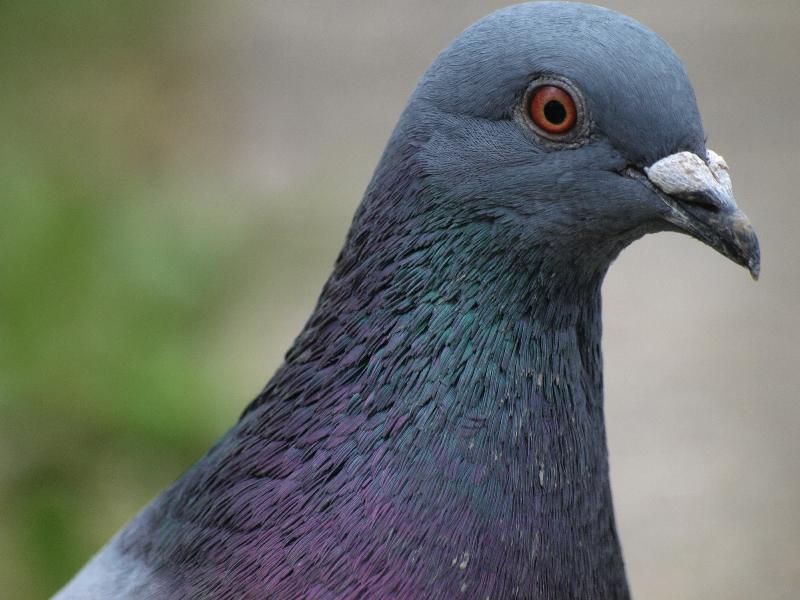 鳩ぽっぽ : ld_saijyo_wtのblog