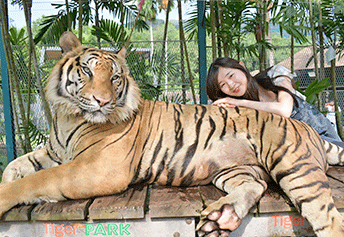 タイガーパーク割引料金 プーケットゴールドトラベル