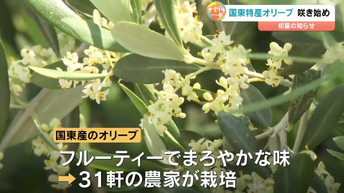 メディア掲載】大分放送「4500本のオリーブ 可憐な小さな花が咲き