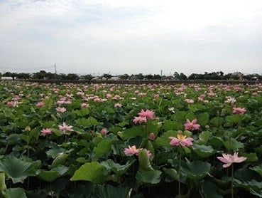 川越style「伊佐沼の蓮を咲かそう会」古代蓮を植え付け作業2016年4月3