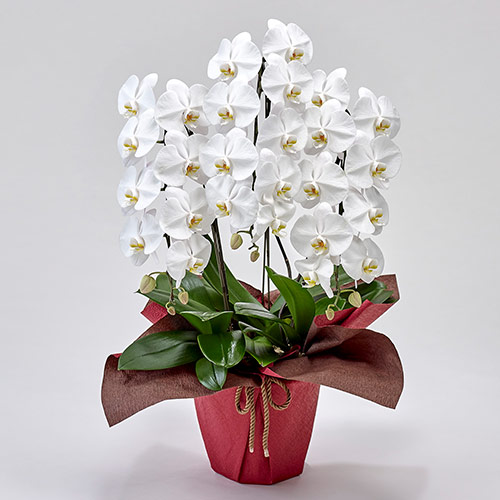 胡蝶蘭(白)3本立ち 21～24輪以上(蕾含む) | 花・花束を贈るフラワー