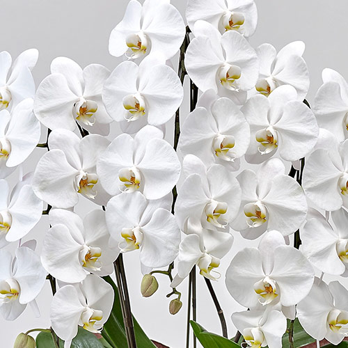 胡蝶蘭(白)3本立ち 21～24輪以上(蕾含む) | 花・花束を贈るフラワー