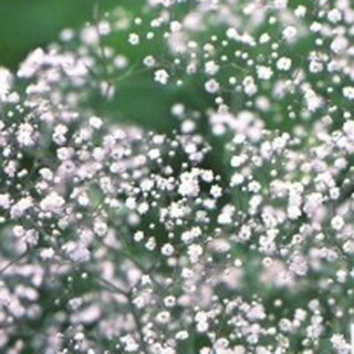 宿根かすみ草 種 【 八重咲き 】 実咲小袋 （ 宿根かすみ草の種