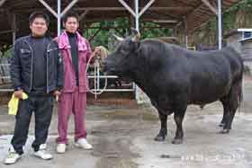 徳之島の闘牛紹介