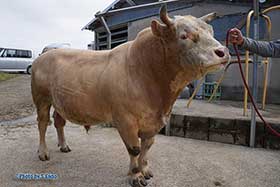 徳之島の闘牛紹介