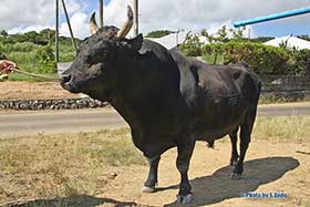 徳之島の闘牛紹介