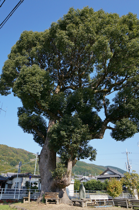下佐々のクスノキ