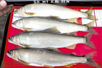 ダイワ：銀影競技メガトルク大鮎 ＜通販最安価格＞釣りキチぱらだいす