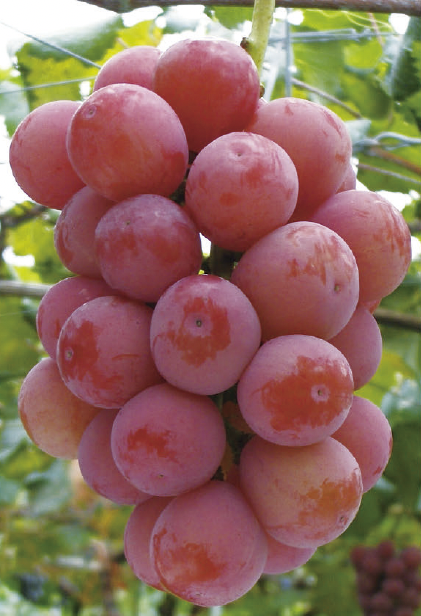 クイーンニーナ／売れ筋品種／農業生産法人 株式会社植原葡萄研究所