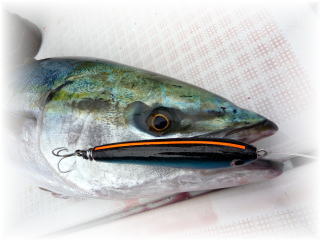 株式会社 カーペンター ルアー 釣り GTフィッシング 黒鮪 マグロ