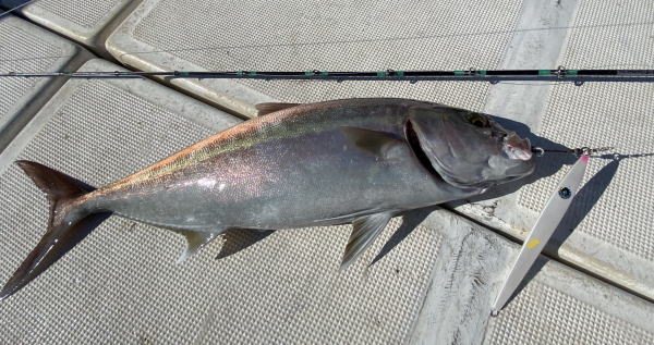 カーペンタージグ 1514－225