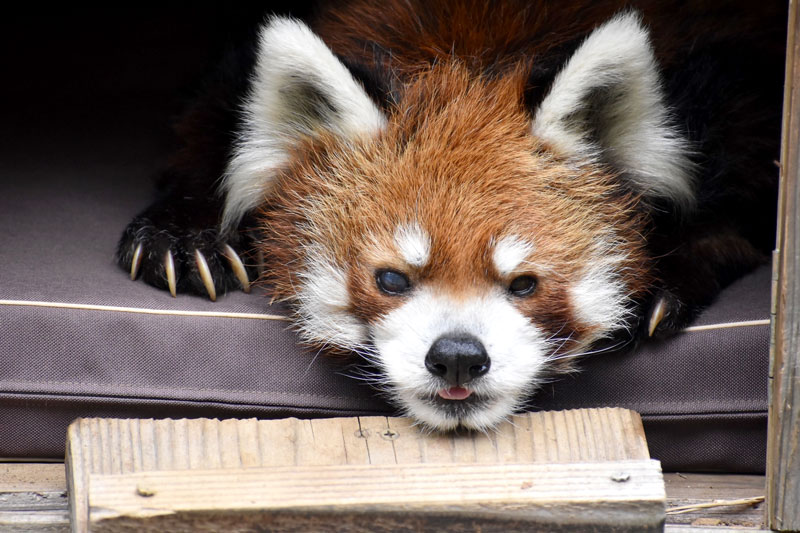 風太の誕生日セレモニー7月5日開催 22歳迎える人気レッサーパンダ