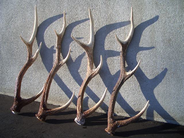 蝦夷鹿の角 5本 70センチ前後 蝦夷鹿の角 20本セット 蝦夷鹿の角 20本