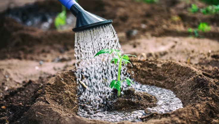 Watering | Gardener's Supply.