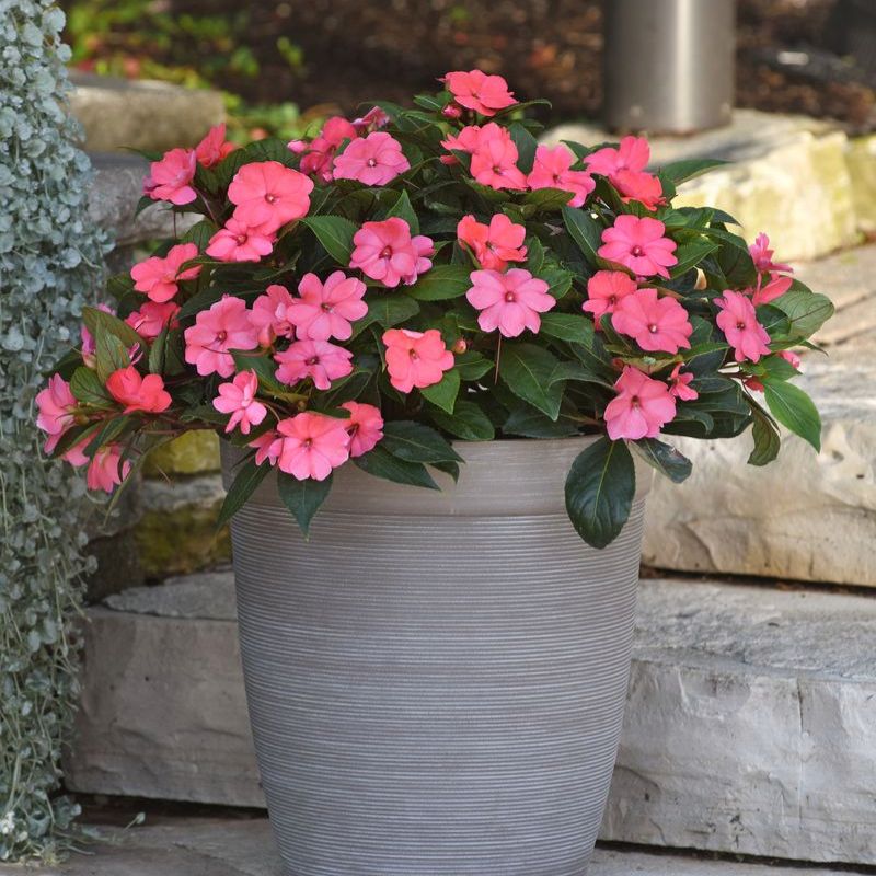 Impatiens Solarscape Xl Salmon Glow F1 Seed – Harris Seeds