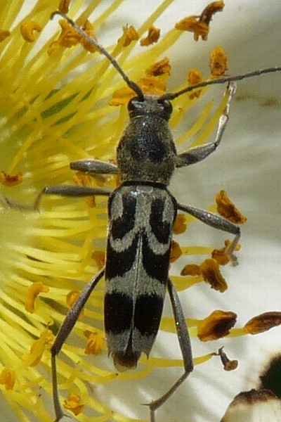 カミキリムシ(03)