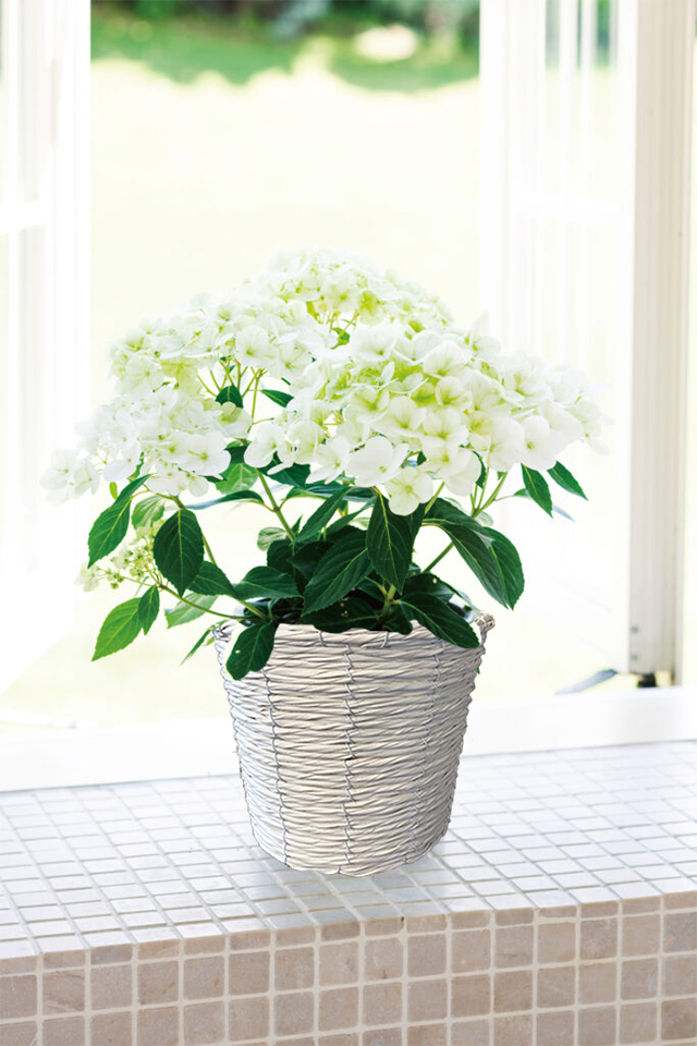 ハイドランジア アジサイ 白 シャンデリーニ あじさい 送料無料 鉢植え