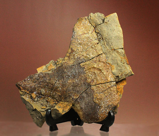 トリケラトプスのフリル（襟飾り） トリケラトプス 販売