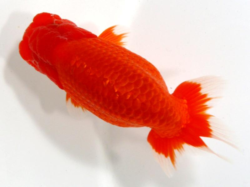 最高級らんちゅう 品評会魚/ミスターX氏｜金魚・らんちゅうのことなら