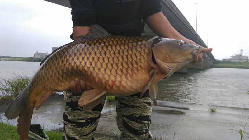 大淀川高松橋上流で鯉 の釣果 (2024/10/21) / みやつり