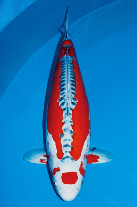 获奖鲤鱼：小西锦鲤