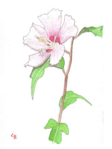 ムクゲの絵