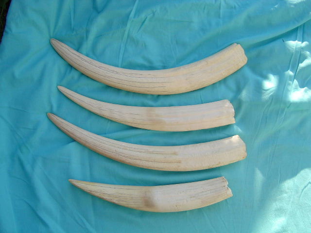 第21回 ウニコールとセイウチの見分け方