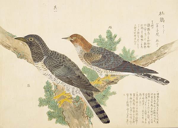 ホトトギス 毛利梅園】選べるサイズとフレーム アートポスター